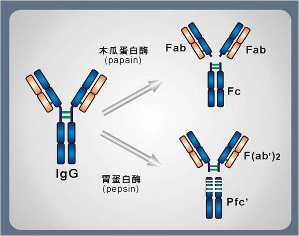 我们体内有一种免疫球蛋白叫免疫球蛋白g(igg),它是血清主要的抗体