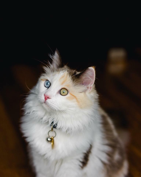 玳瑁猫有没有貌美的例外存在?