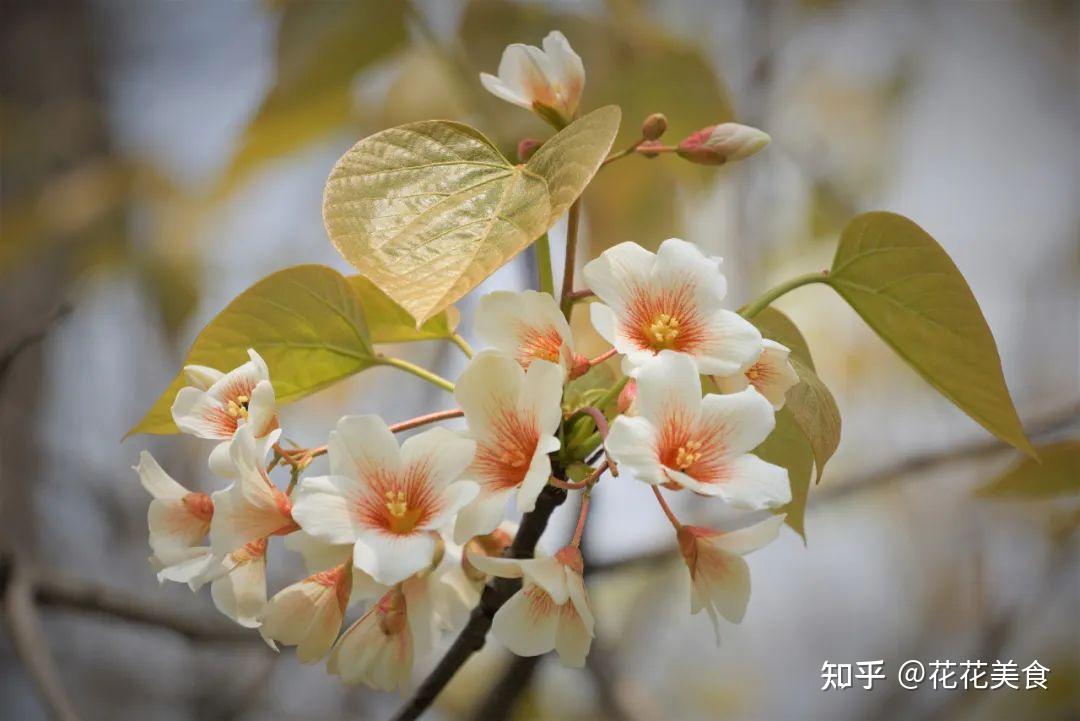 知乎