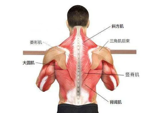 的原因是原本稳定肩胛骨运动的相关肌群力量不平衡,主要表现为前锯肌