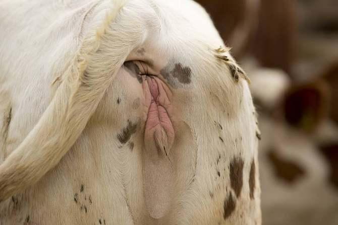 养殖户的"火眼金睛",识破母牛异常发情,挽救养殖效益!