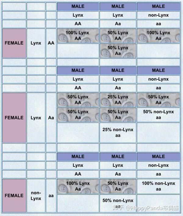 布偶猫遗传学知识三:布偶猫的花纹(内附布偶猫山猫纹遗传规律表)