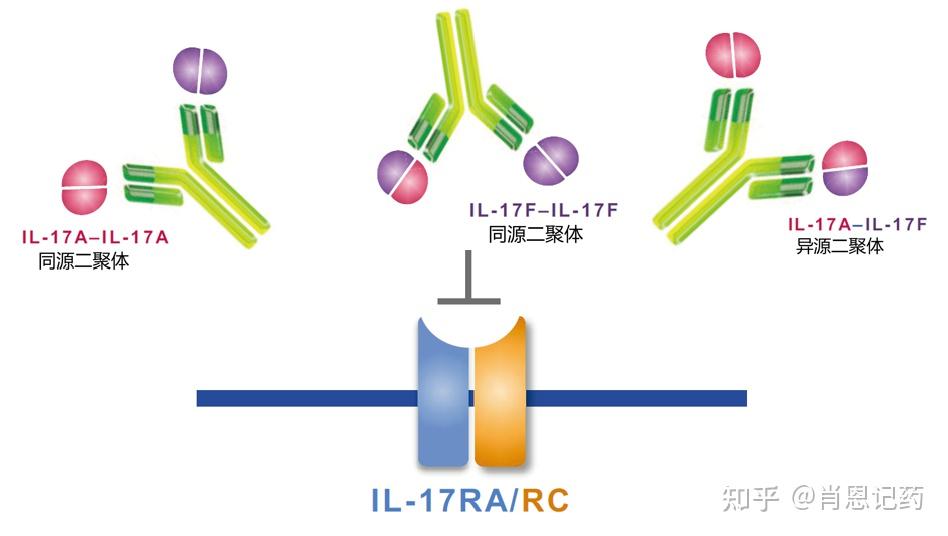 图像记忆银屑病生物药il17ail17f双拮抗剂bimekizumab4款il17拮抗剂