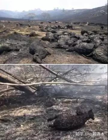 已经燃烧了足足4个多月,全澳大利亚有足足600万公顷森林被烧毁,受灾