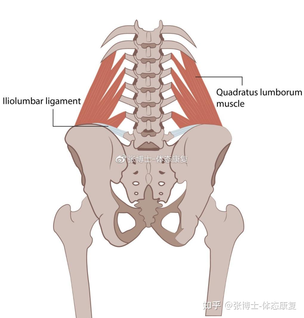 体态矫正通过松解拉伸强化训练腰方肌恢复骨盆平衡