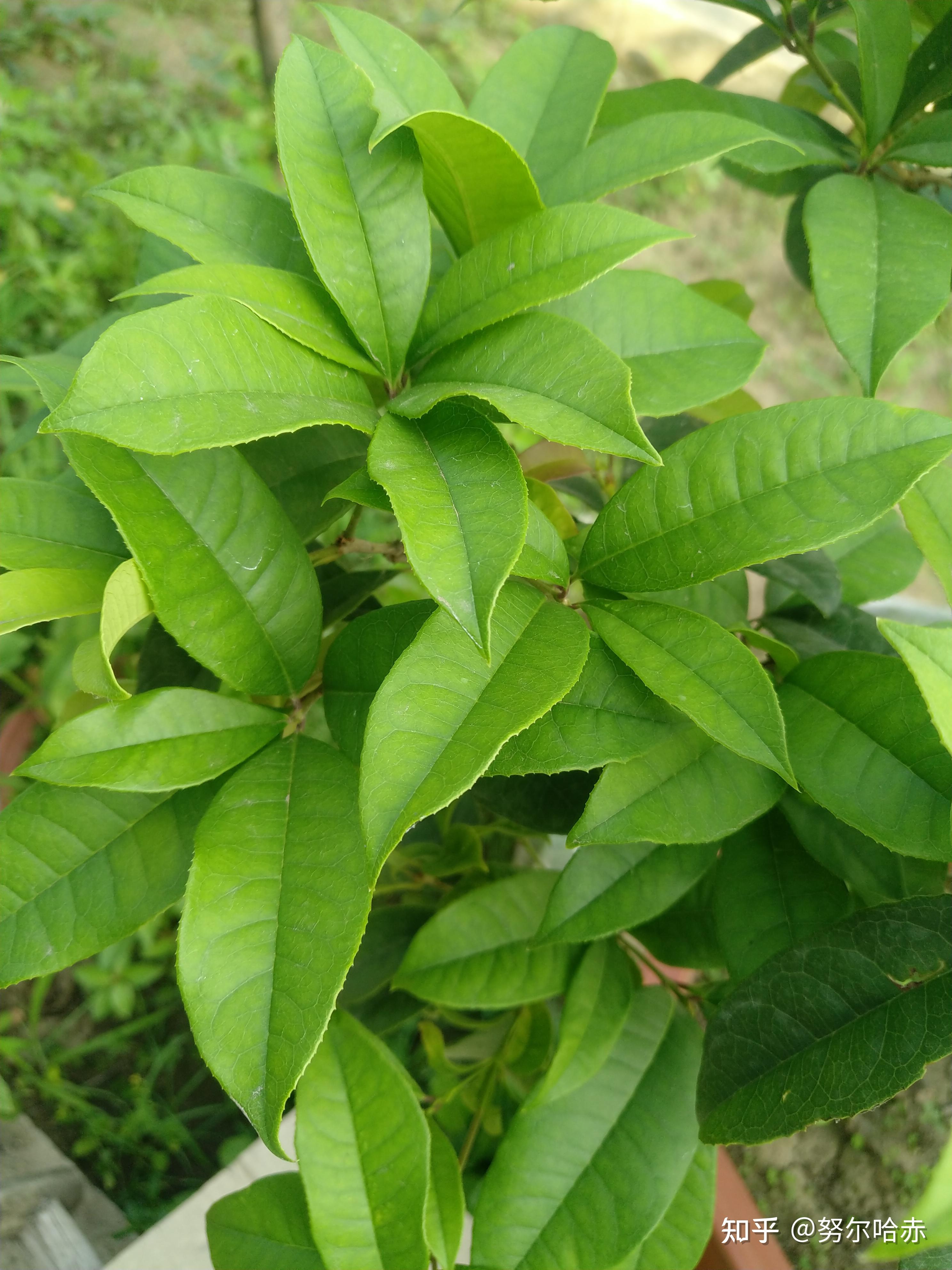 养桂花的情节 知乎