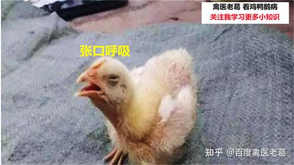 鸡张口呼吸是什么病呢鸡得了什么病会甩头鸡的叫声不正常是什么病