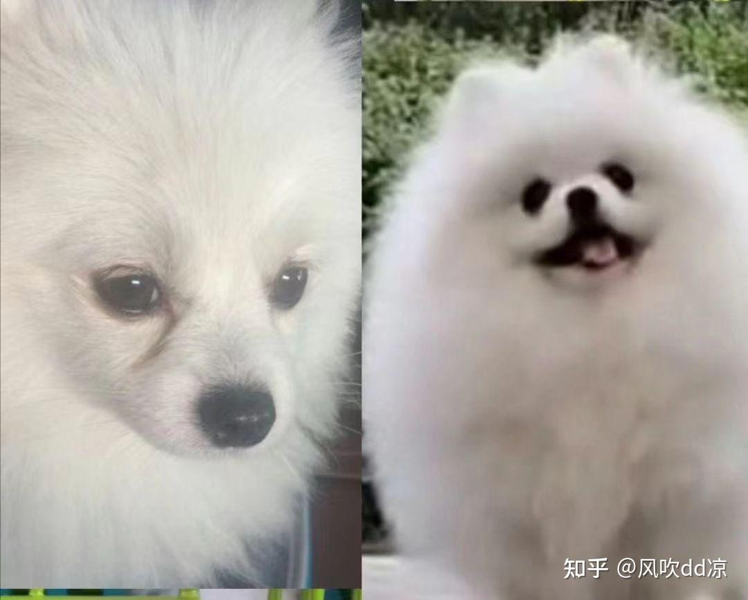 银狐犬?博美银狐串?