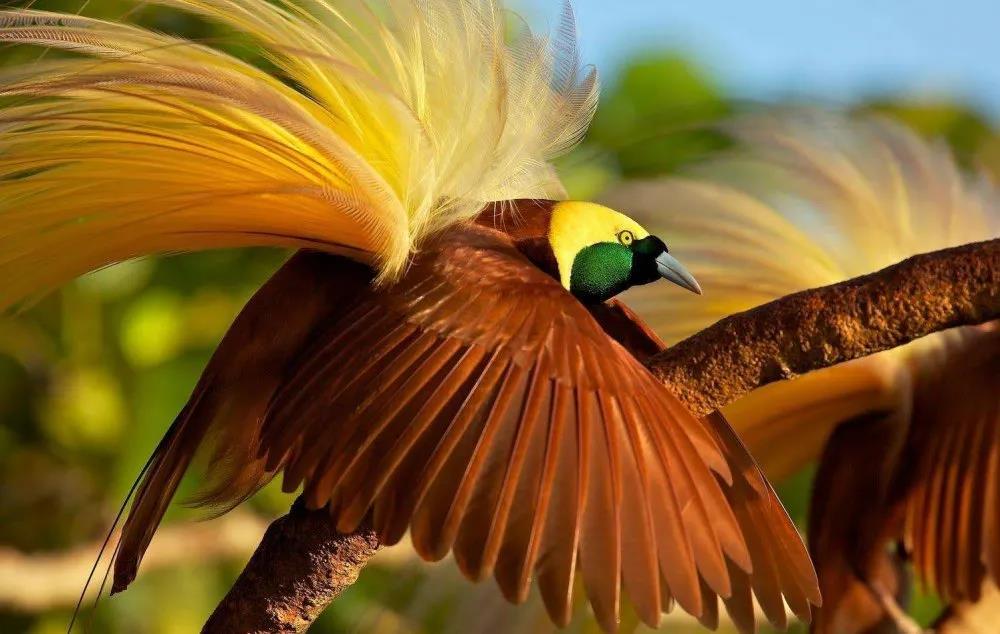 这里有会跳舞的天堂鸟巴布亚新几内亚