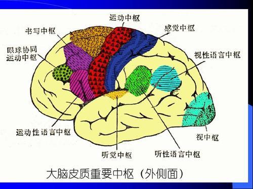 全脑教育脑功能与脑图谱