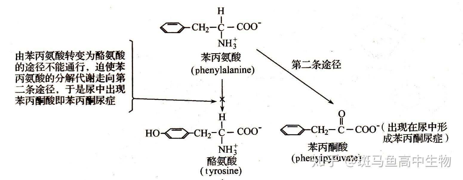 苯丙氨酸在机体里面是怎么代谢的