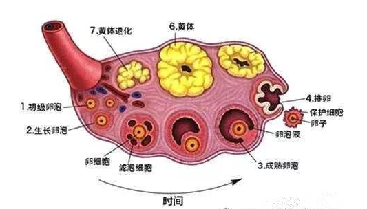 卵泡成熟了却不排卵是什么情况