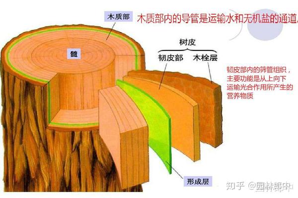 能隔绝外界水分和气体的通过,对树木有保护作用;木栓形成层通常只有一