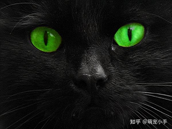 为什么黑猫这么少人养?归根结底是这几个原因