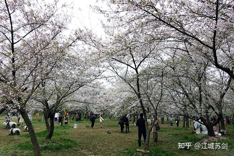 2021武汉赏花季之·武汉东湖风景区"世界赏樱胜地"印象