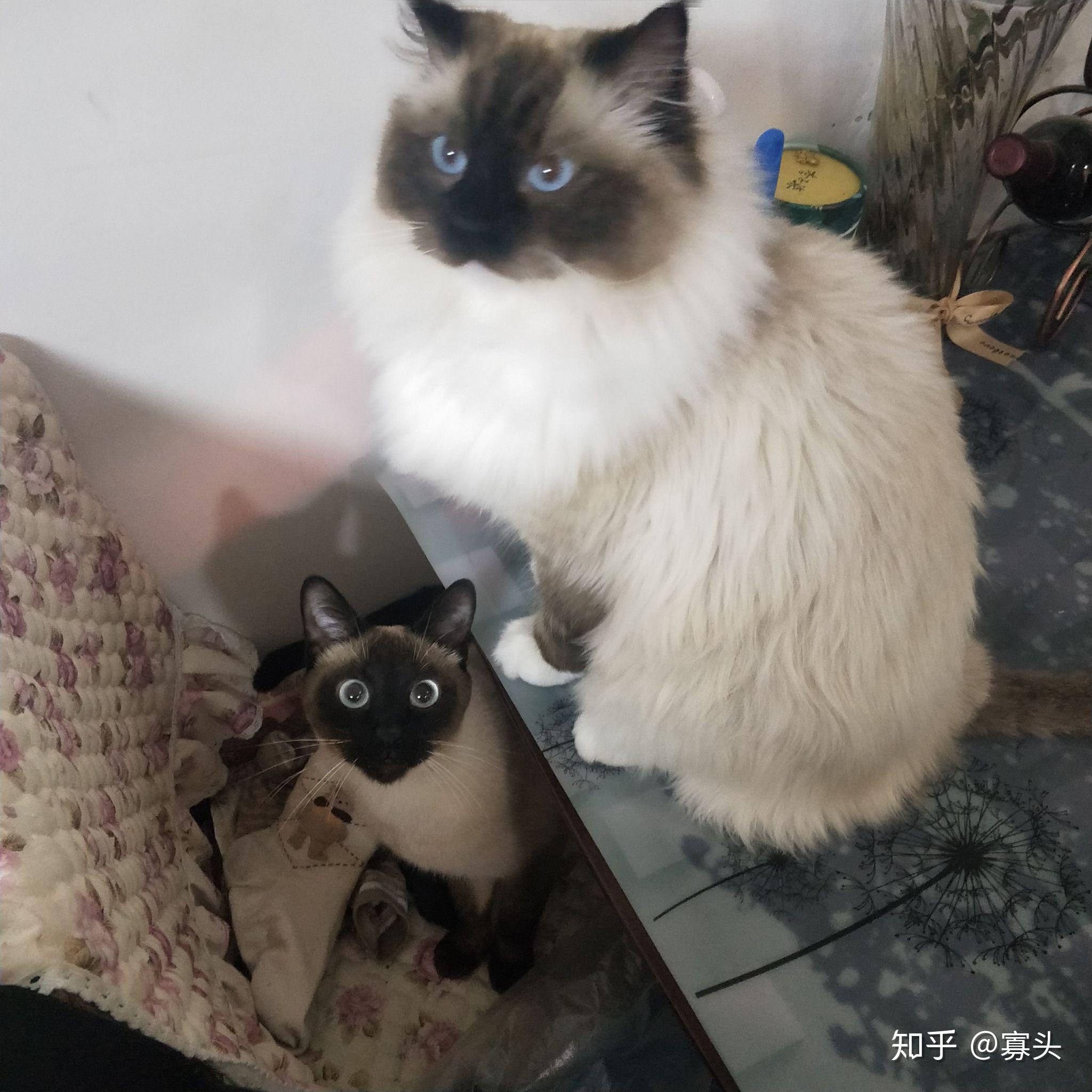 黑脸布偶会很丑吗