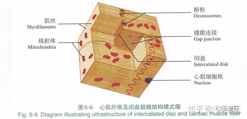 002心电图的微观结构基础心肌的组织学特征