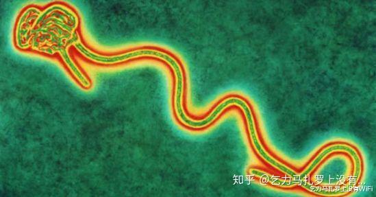 天花病毒