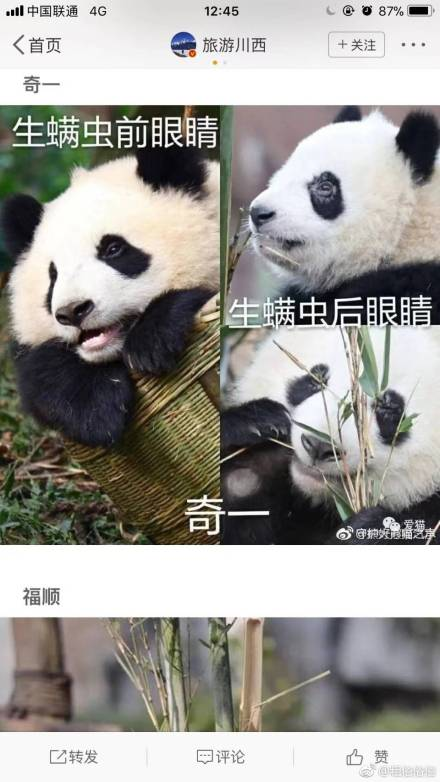 成都大熊猫繁育研究基地的熊猫为什么那么多螨虫眼?