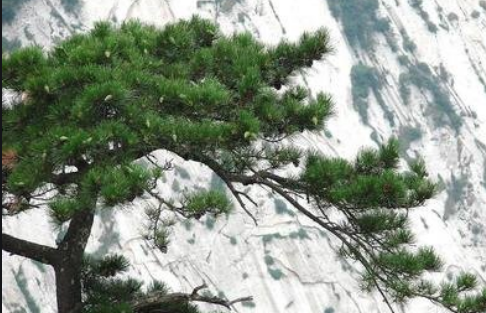 华山松