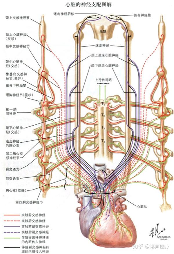 博声医疗儿童可疑先天性心脏病的诊疗方法