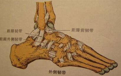 关节研究总也好不了的踝扭伤——前距腓韧带损伤赞同了文章2020-10-15