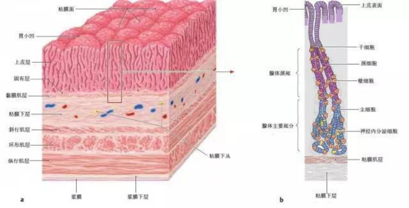 胃壁自内向外分为黏膜,黏膜下层,肌层与外膜(浆膜)四层.