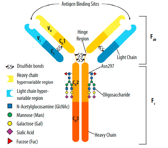 图一:单克隆抗体的结构