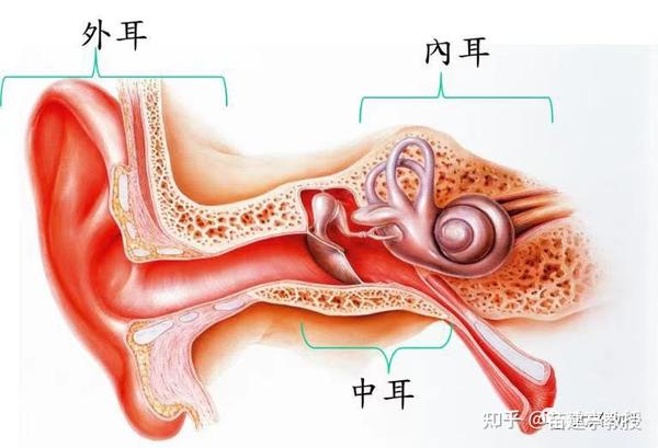 可能是炎症,缺血,动脉硬化,骨质疏松等原因,导致耳石从椭圆囊里的耳石