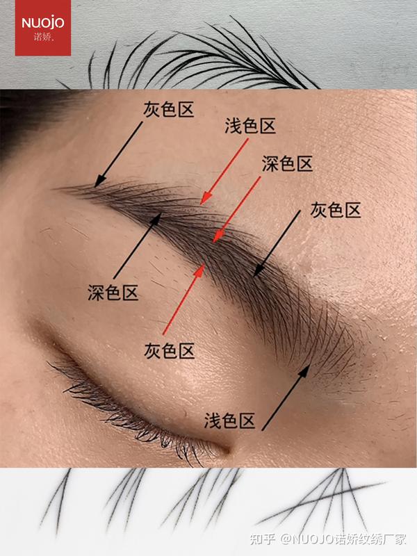 纹绣素描入门基础知识:线条眉排列素描步骤