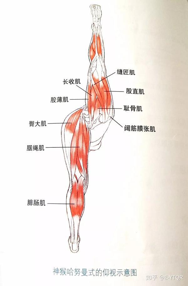 拉长的肌肉