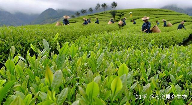 茶树根腐病能治好吗?茶树软腐烂根病怎么办?茶树烂根病防治用根小子