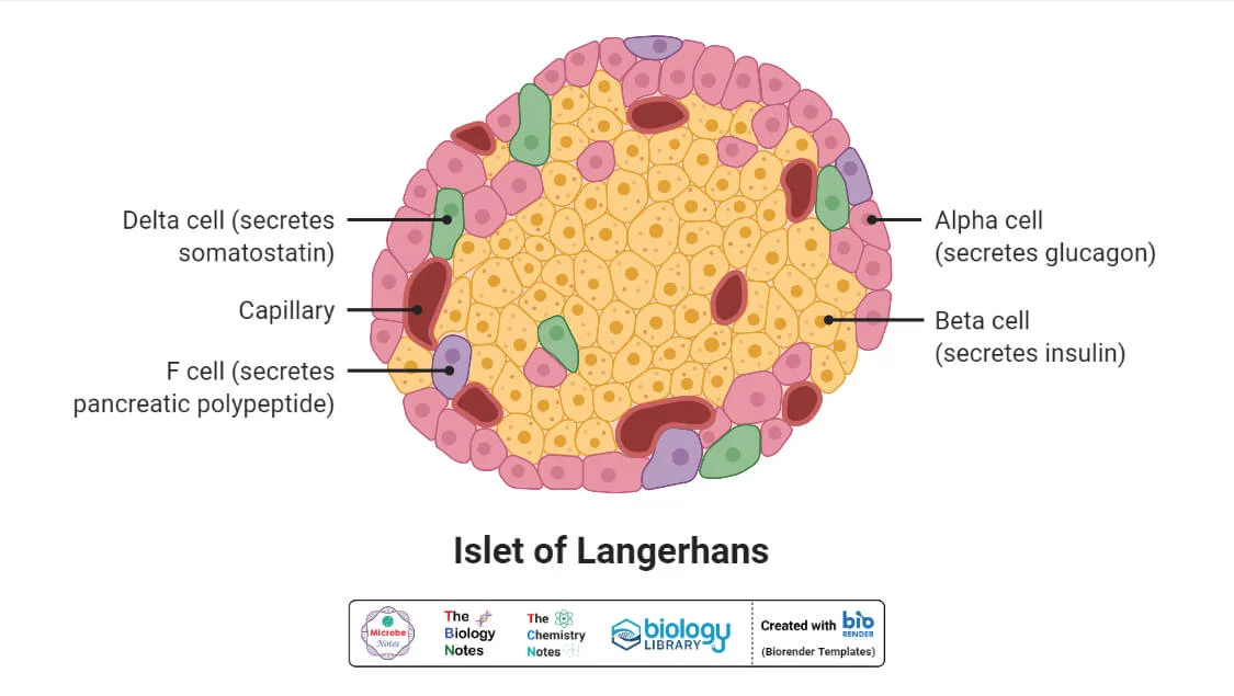 胰岛细胞的分类,除了a细胞和b细胞还有什么细胞?