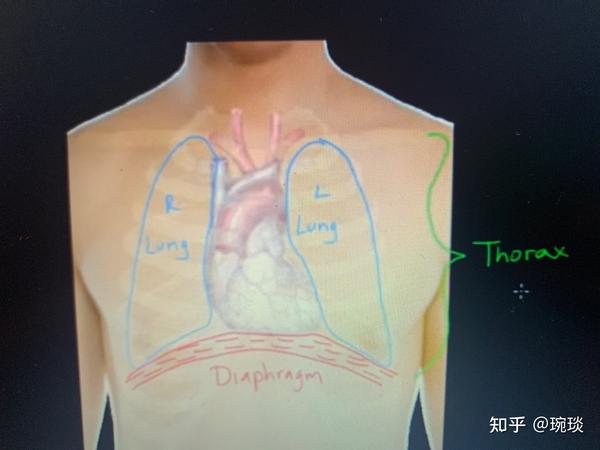 diaphragm muscle 横膈膜 肌肉 thorax 胸腔