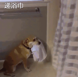 有一种疼叫做心疼汪星人
