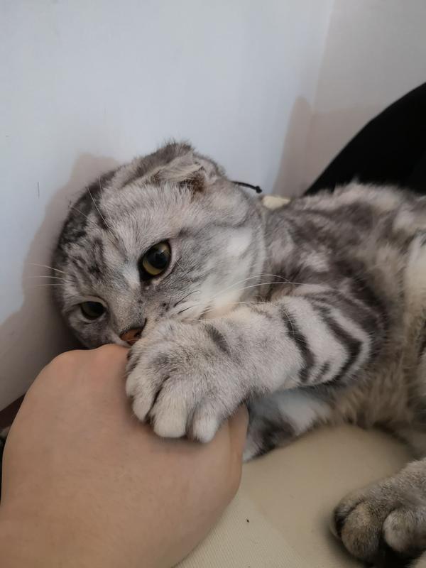 男生养猫是种什么体验?