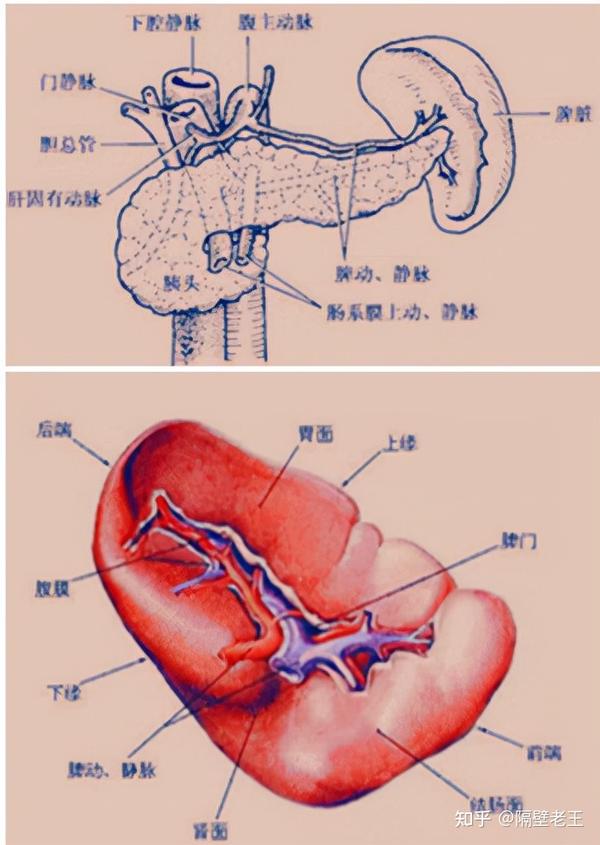 脾脏 解剖图