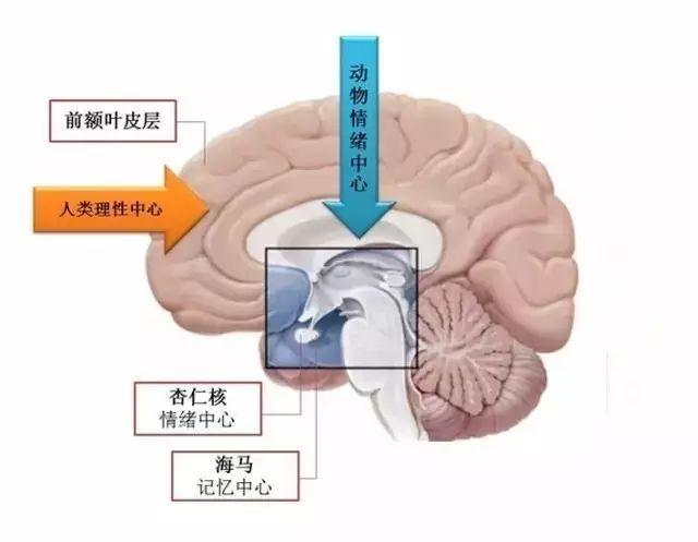 控制不住情绪不是人品问题而是大脑没有经过训练