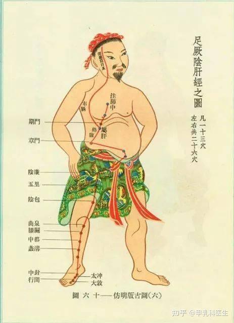 肝经巡行路线图