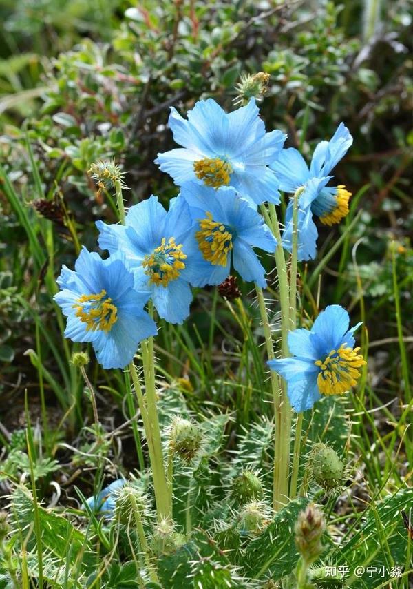 多刺绿绒蒿(meconopsis horridula)小杨摄