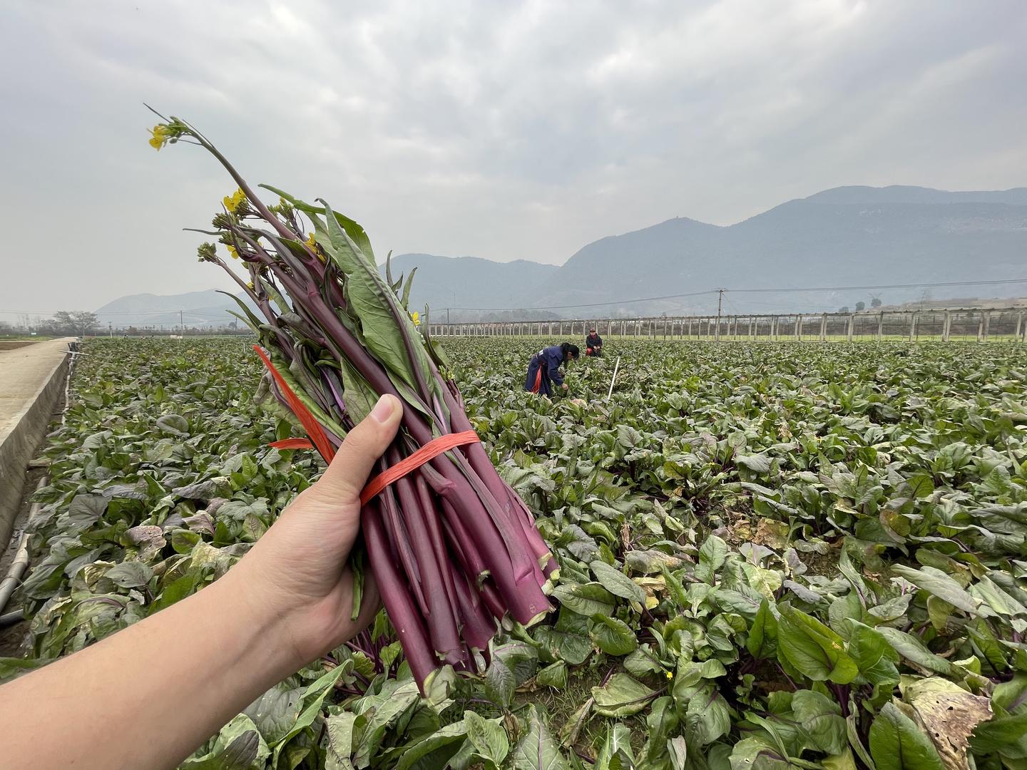 红到发紫的红菜薹湖北之宝