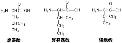 氨基酸,嘌呤,嘧啶结构式的记忆,来呀!背呀!