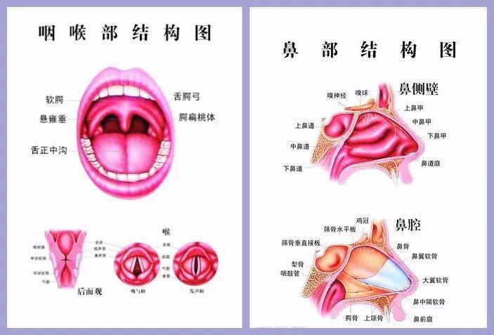 首大崔付军:喉炎与咽炎的区别和基本表现