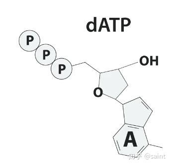 这是脱氧核糖核苷酸