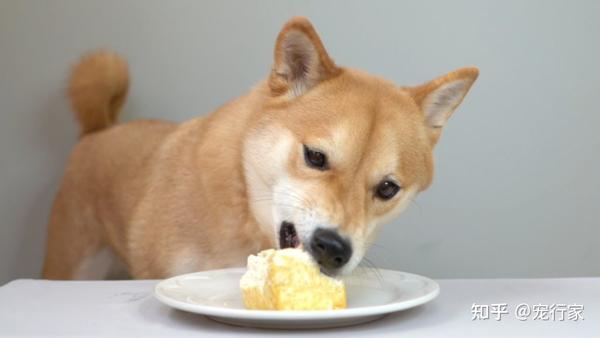 豆腐是如何制作的狗狗能吃这种食物吗如何正确给狗喂食豆腐