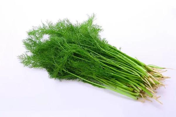 7,茴香菜