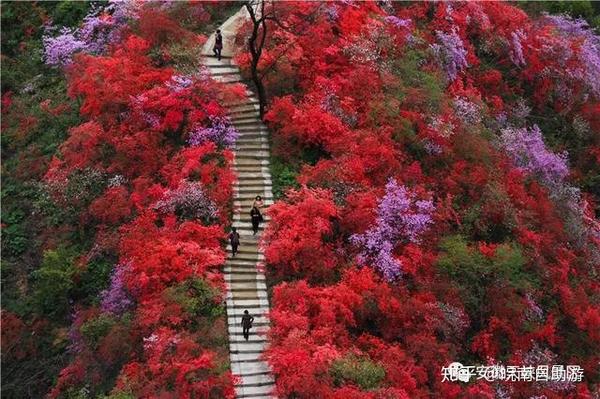 杜鹃正式进入最佳赏花期 在岳西县天峡景区内 满山遍野的映山红新蕾