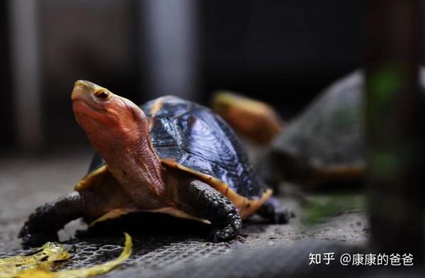 黄缘龟黄缘闭壳龟安缘安远闭壳龟