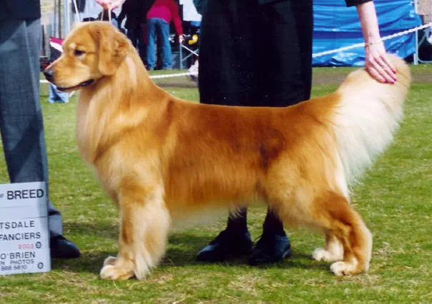 为什么要购买血统金毛,血统金毛以及其他血统犬有哪些
