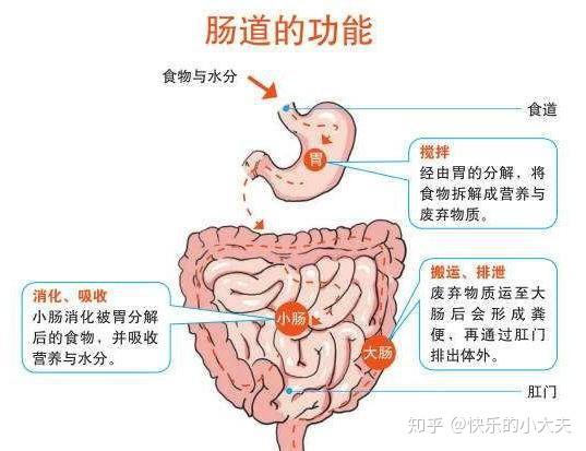 被称为"第二大脑"竟是肠道?肠道4大屏障功能是一切健康的基础